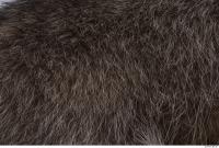 raccoon fur 0012